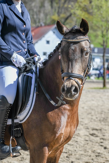 的教科书式 的教科书式